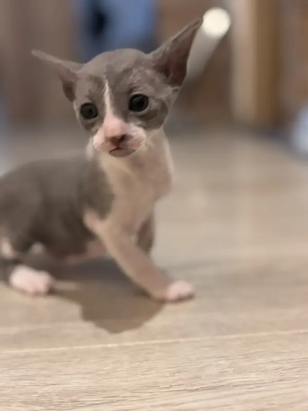 Котенок Корниш-рекс