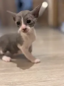 Котенок Корниш-рекс