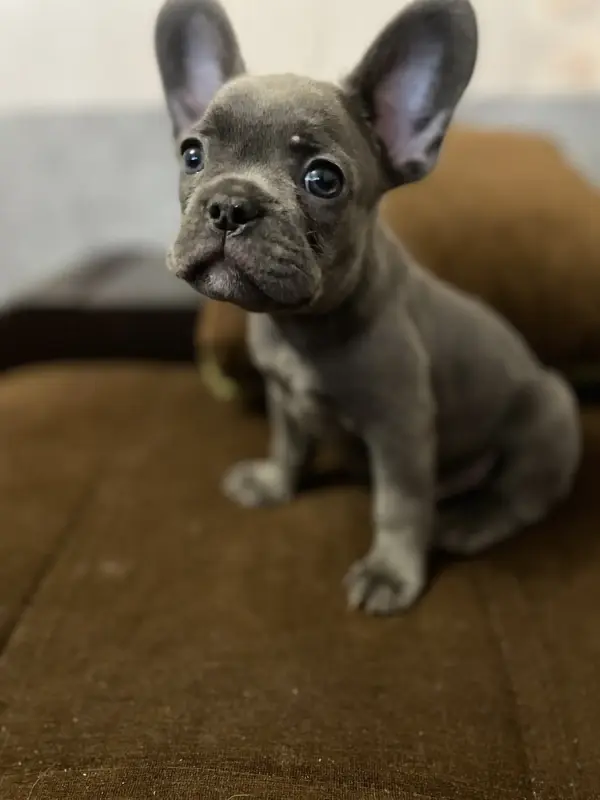 Щенок французского бульдога