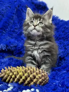 Мейн-Кун мальчик