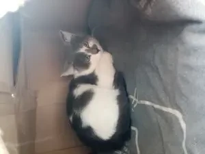 котенок в дар девочка мая