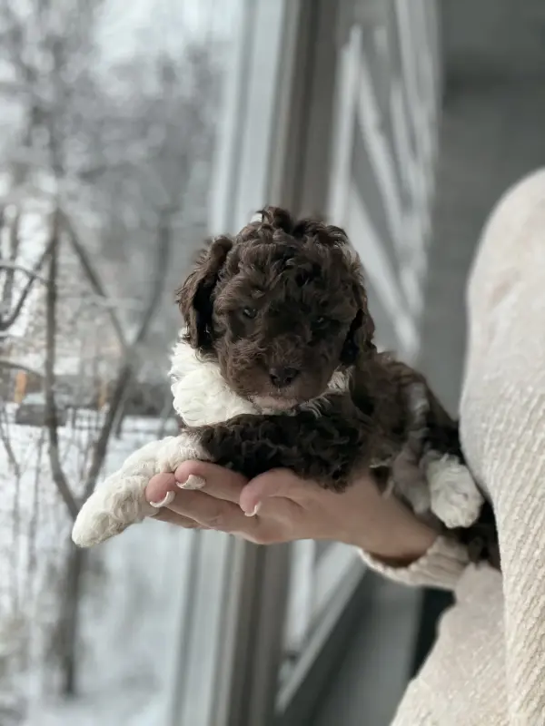 Мальтипу девочки / мальчики