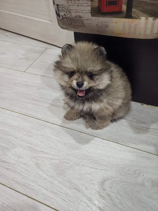 Девочки померанского шпица