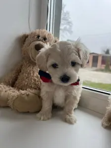 Мальтипу ф1