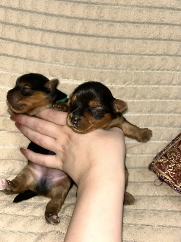 Щенки Йоркширского терьера.Щенок Йорка. БРОНЬ