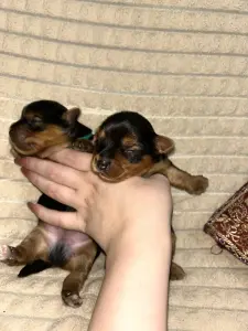 Щенки Йоркширского терьера.Щенок Йорка. БРОНЬ