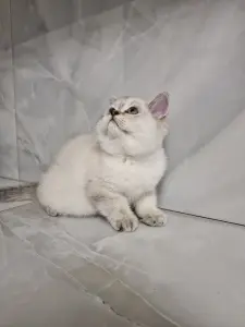 Шотландский котёнок