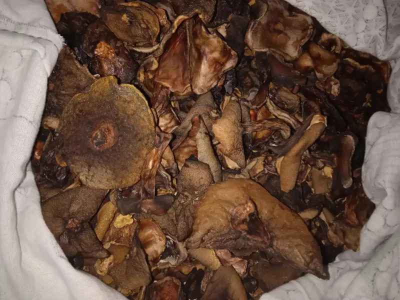 Грибы сушёные