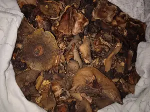 Грибы сушёные