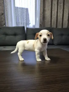 Щенки Джек-рассел-терьера