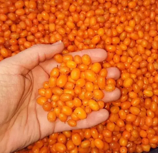 Облепиха Домашняя 2025