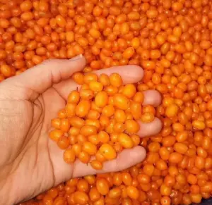 Облепиха Домашняя 2025