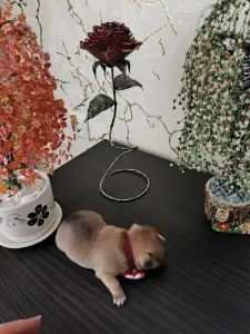 Чихуахуа щенки