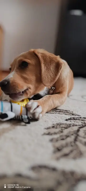 Щенок в поиске семьи