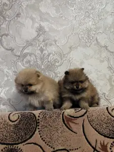 Девочки померанского шпица