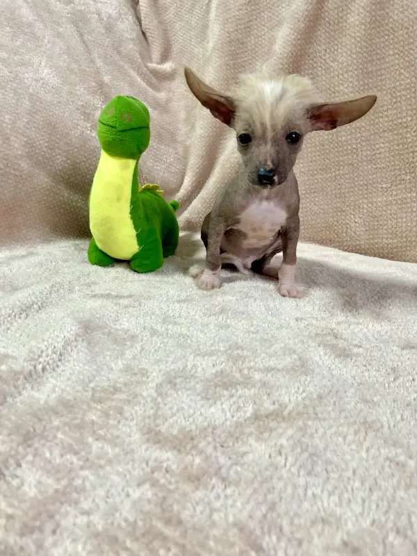 Щенки Ксолоитцкуинтли голой мексиканской собаки