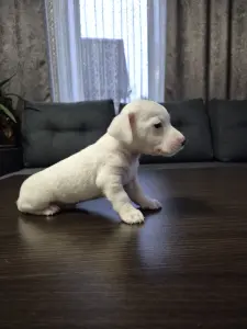 Щенки Джек-рассел-терьера