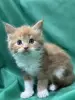 Мейн-Кун котята