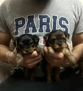 Щенок Йоркширского терьера. Щенки Йорка мальчики