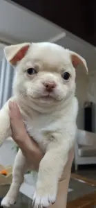 Щенок чихуахуа