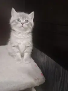 Котята шотландские