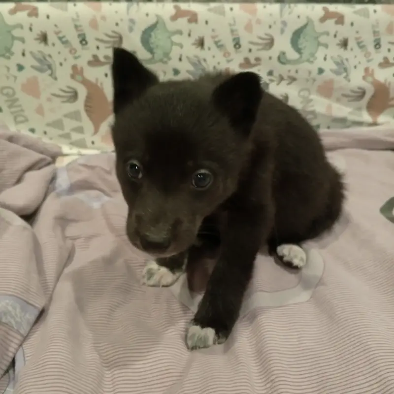 Щенки Лайки