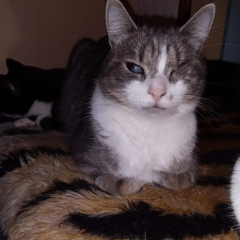 Котята и кошечки а добрые руки.Минск