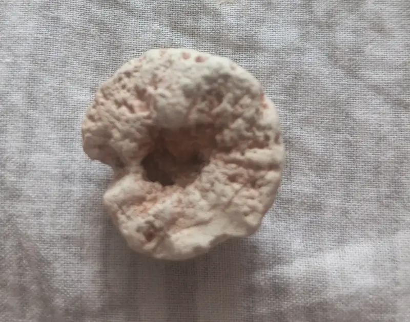 Окаменелости минералы.