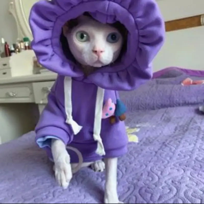 Канадский сфинкс Разноглазая Принцесса