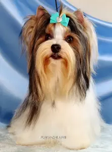 Мальчик бивер от родителей чемпионов