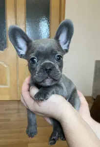 Щенки французского бульдога