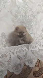 Девочка померанского шпица