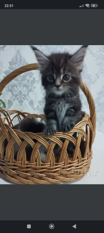 Котята Мейн-куны