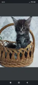 Котята Мейн-куны