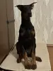 Щенок добермана