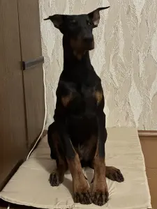 Щенок добермана