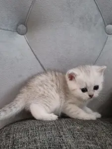 Шотландский прямоухий мальчик