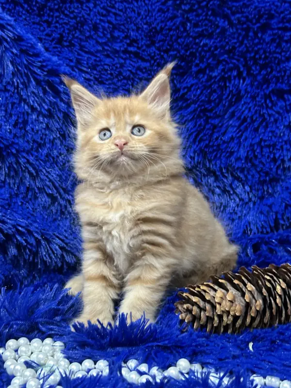 Мейн-Кун девочка