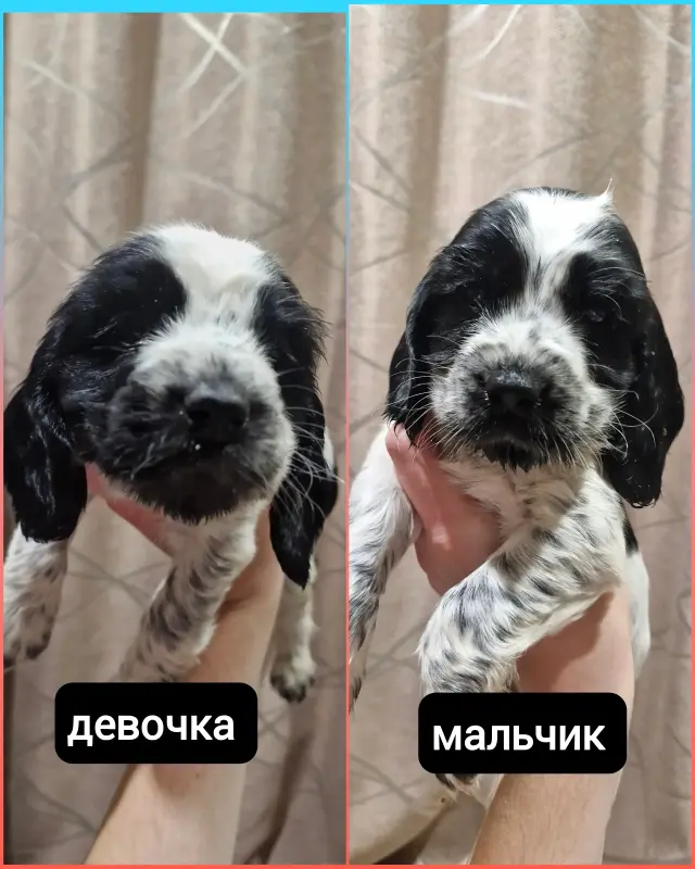 русский спаниель, рос щенки