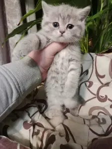 Котята шотландские