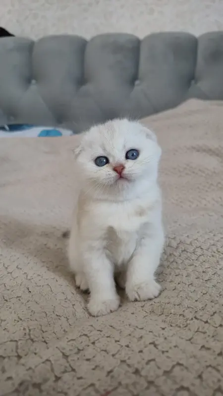 Шотландские котята мальчики