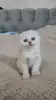 Шотландские котята мальчики