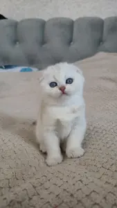 Шотландские котята мальчики