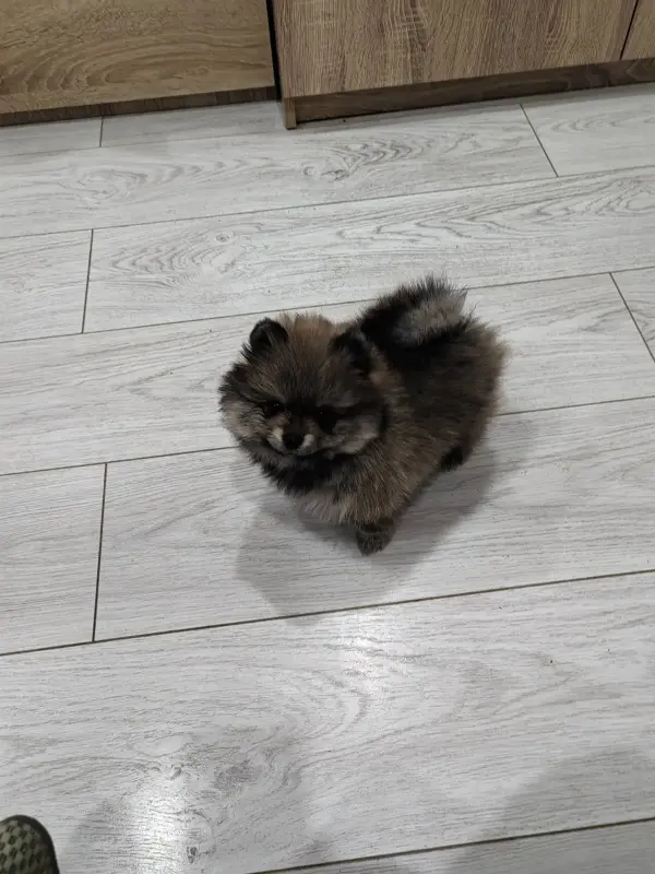 Девочки померанского шпица