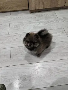 Девочки померанского шпица