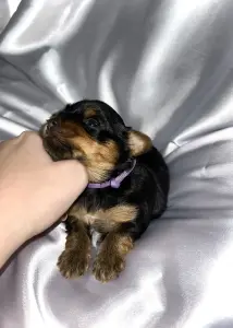 Щенок Йоркширского терьера. Бронь