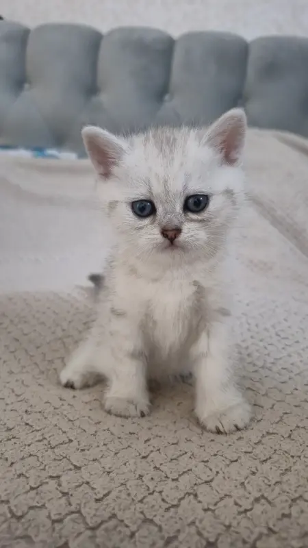 Шотландские котята мальчики