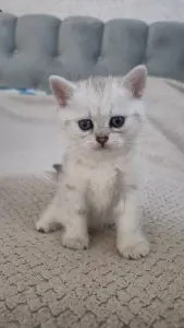 Шотландские котята мальчики