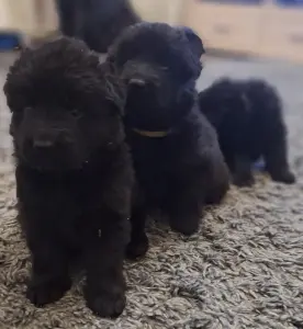 Щенки черной д/ш немецкой овчарки