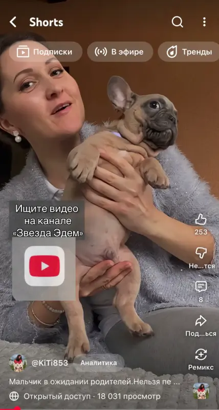 Французский бульдог мальчик